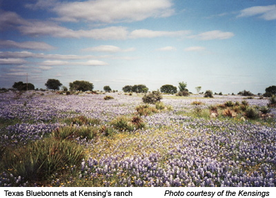 Home to the Bowie Springs (Kensing) goats